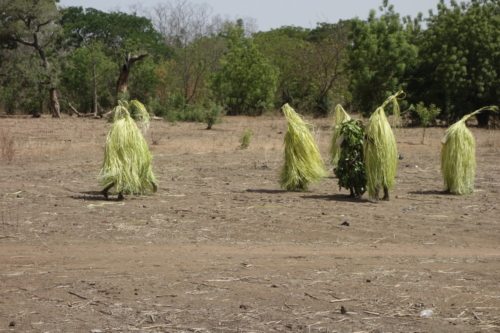 Masques de feuilles en pays bwaba