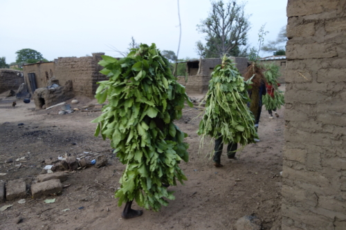 Masques de feuilles en pays bwaba